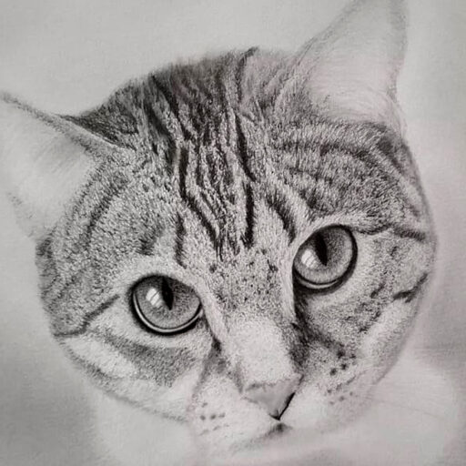 cropped-Gato-junior.jpg